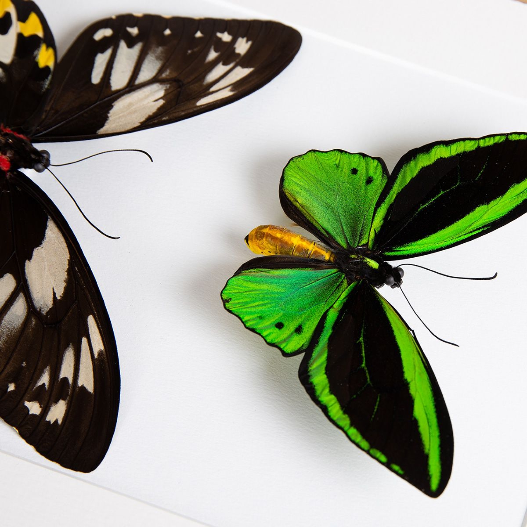 Cape York Birdwing Butterfly Male & Female Pair In Box Frame (Ornithoptera priamus)