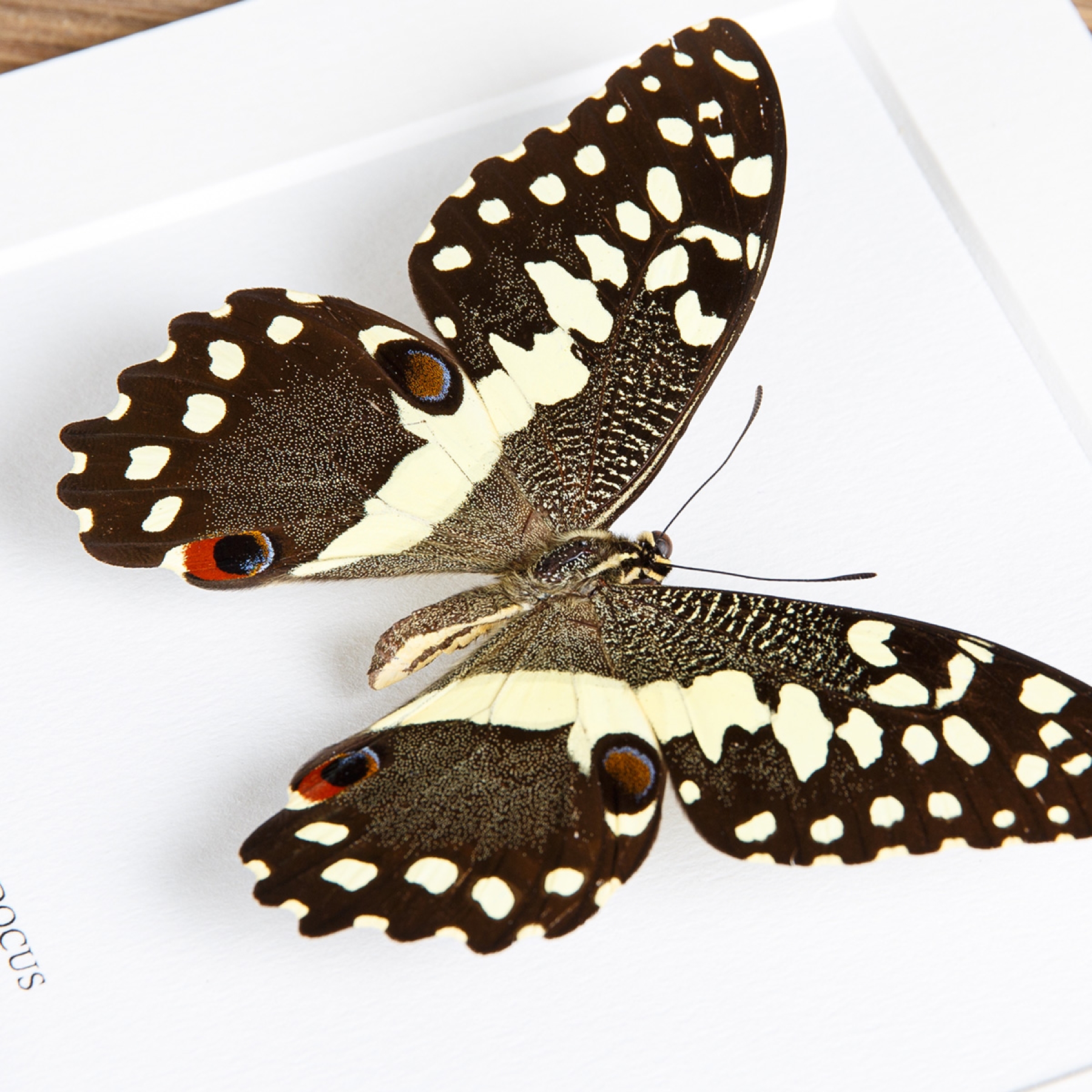 The Lime Butterfly In Box Frame (Papilio demodocus)
