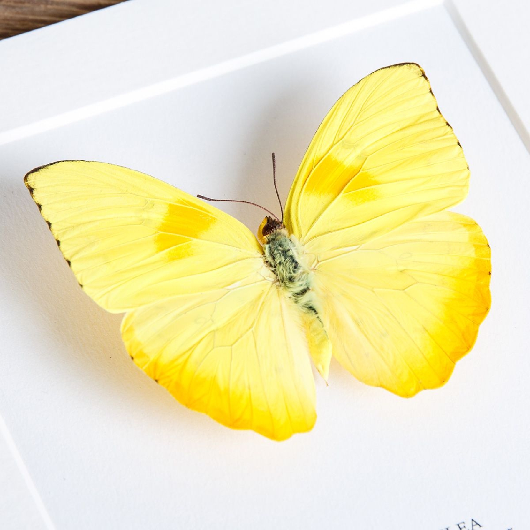 Orange-barred Sulphur Butterfly In Box Frame (Phoebis philea)