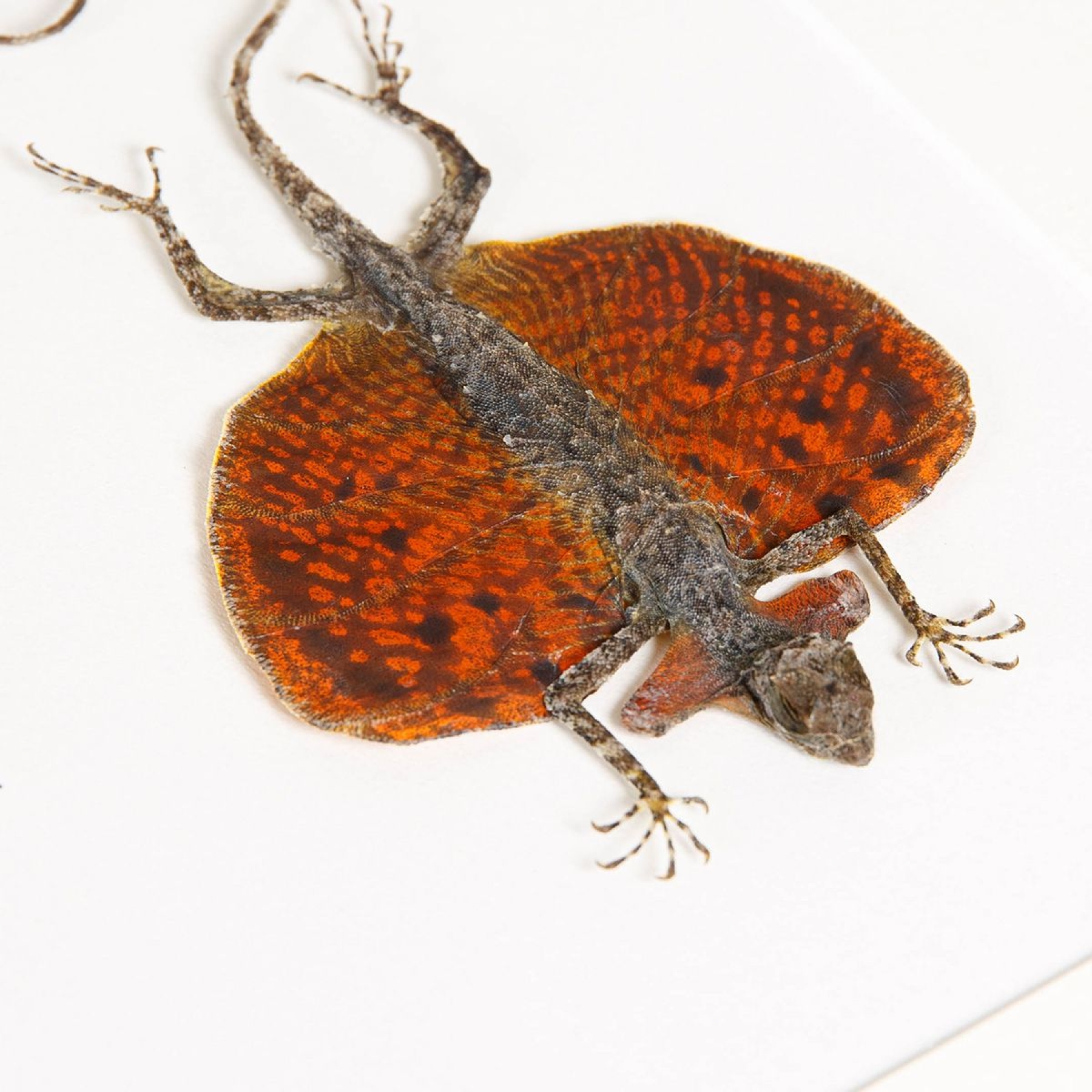 Flying Lizard Male & Female Pair In Box Frame (Draco sp)