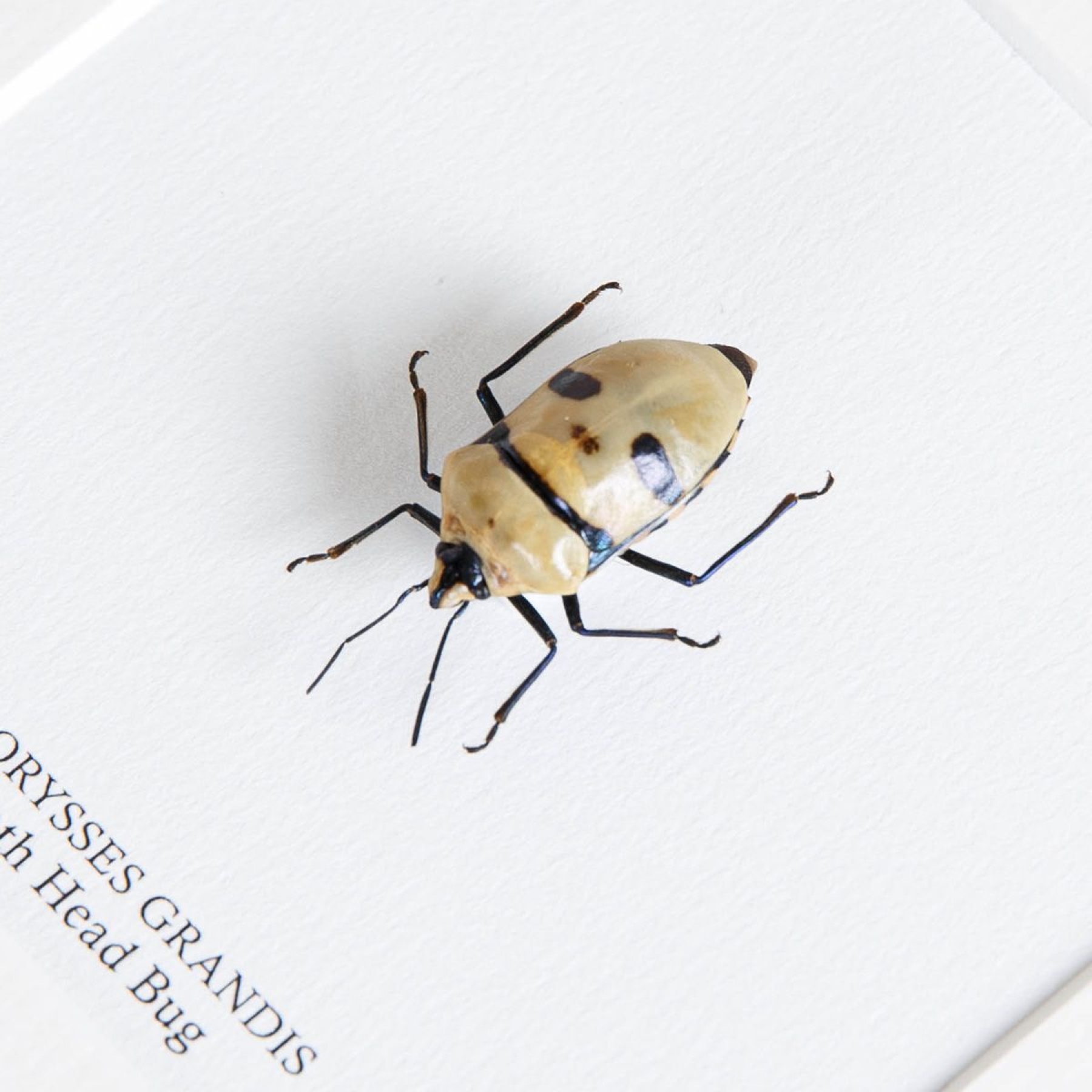 Death Head Bug In Box Frame (Eucorysses grandis) Death Head Bug In Box Frame (Eucorysses grandis)