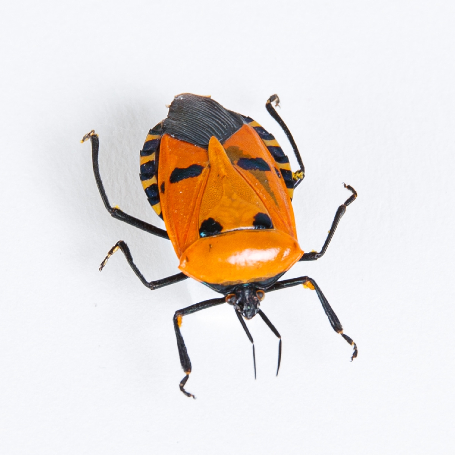 Man-faced Stink Bug In Box Frame (Catacanthus incarnatus) Man-faced Stink Bug In Box Frame (Catacanthus incarnatus)