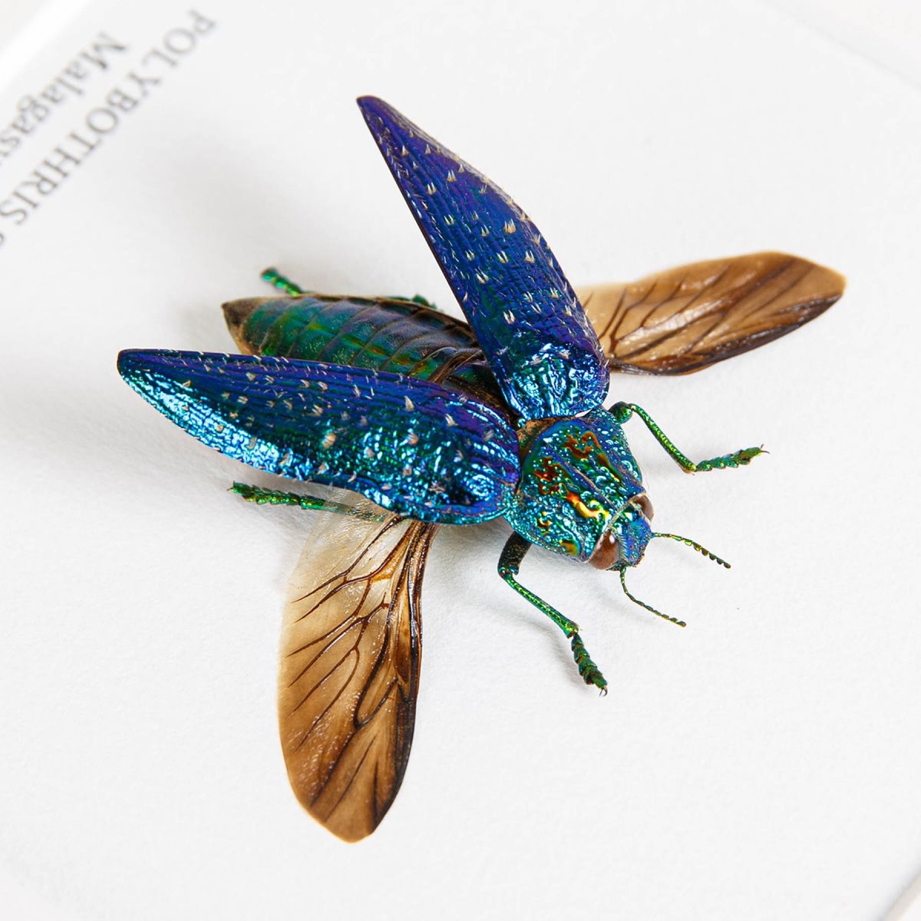 Minibeast Malagasy Jewel Beetle In Box Frame (Polybothris sumptuosa)