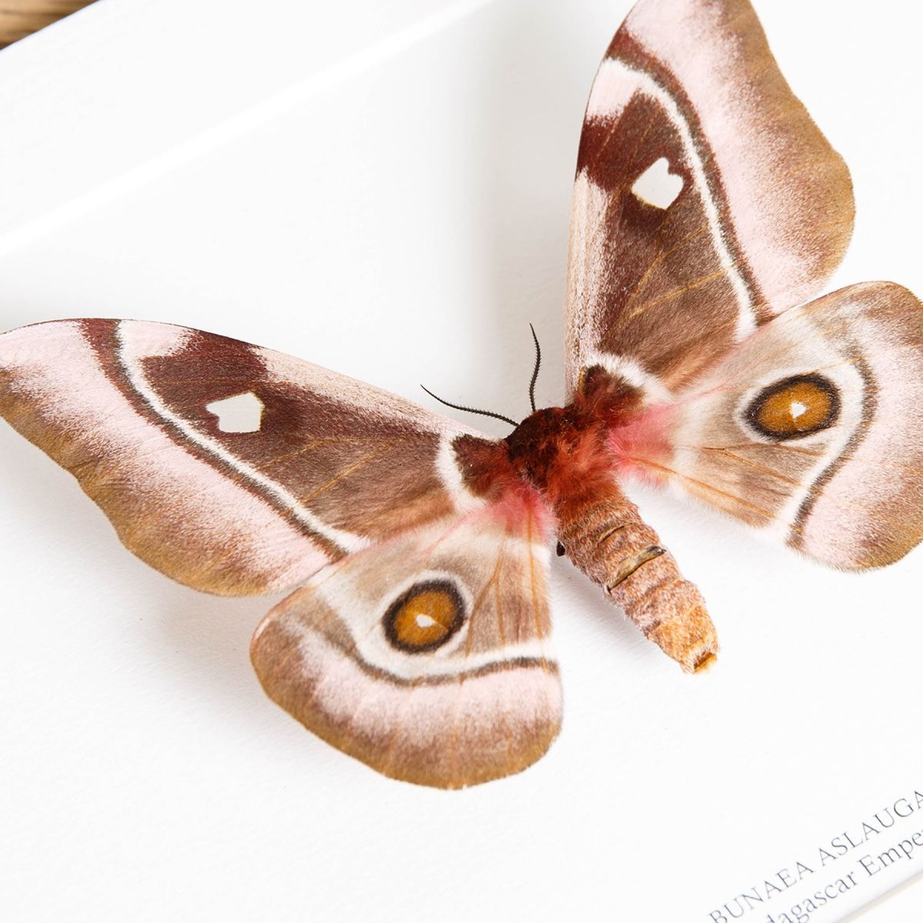 Madagascar Emperor moth In Box Frame (Bunaea aslauga)