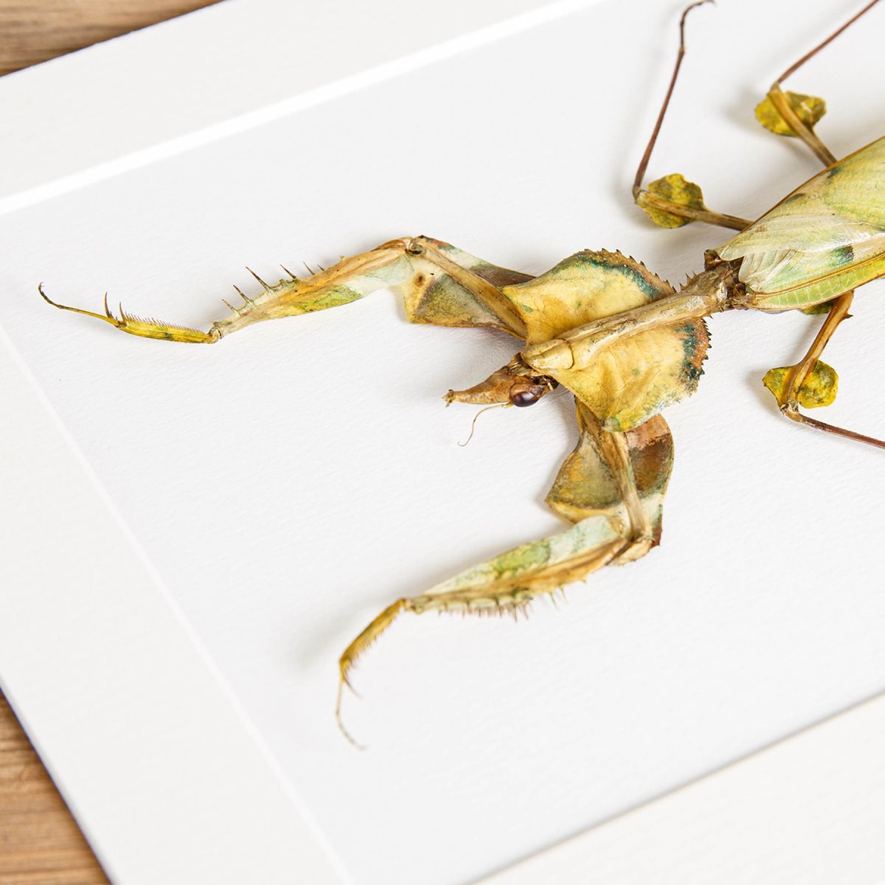 Devil's Flower Mantis In Box Frame (Idolomantis diabolica)