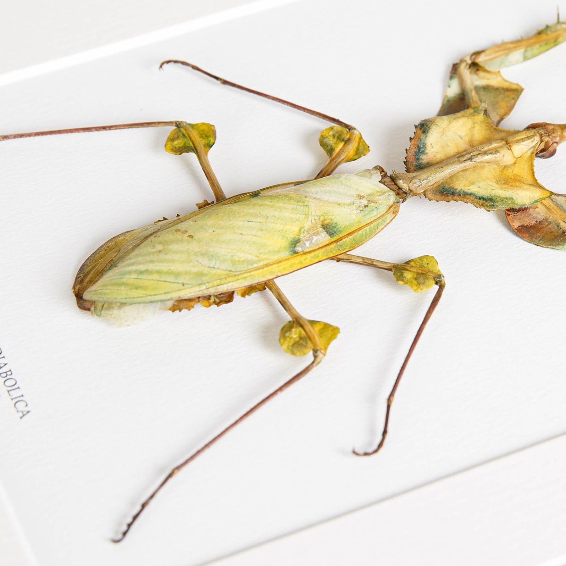Devil's Flower Mantis In Box Frame (Idolomantis diabolica)