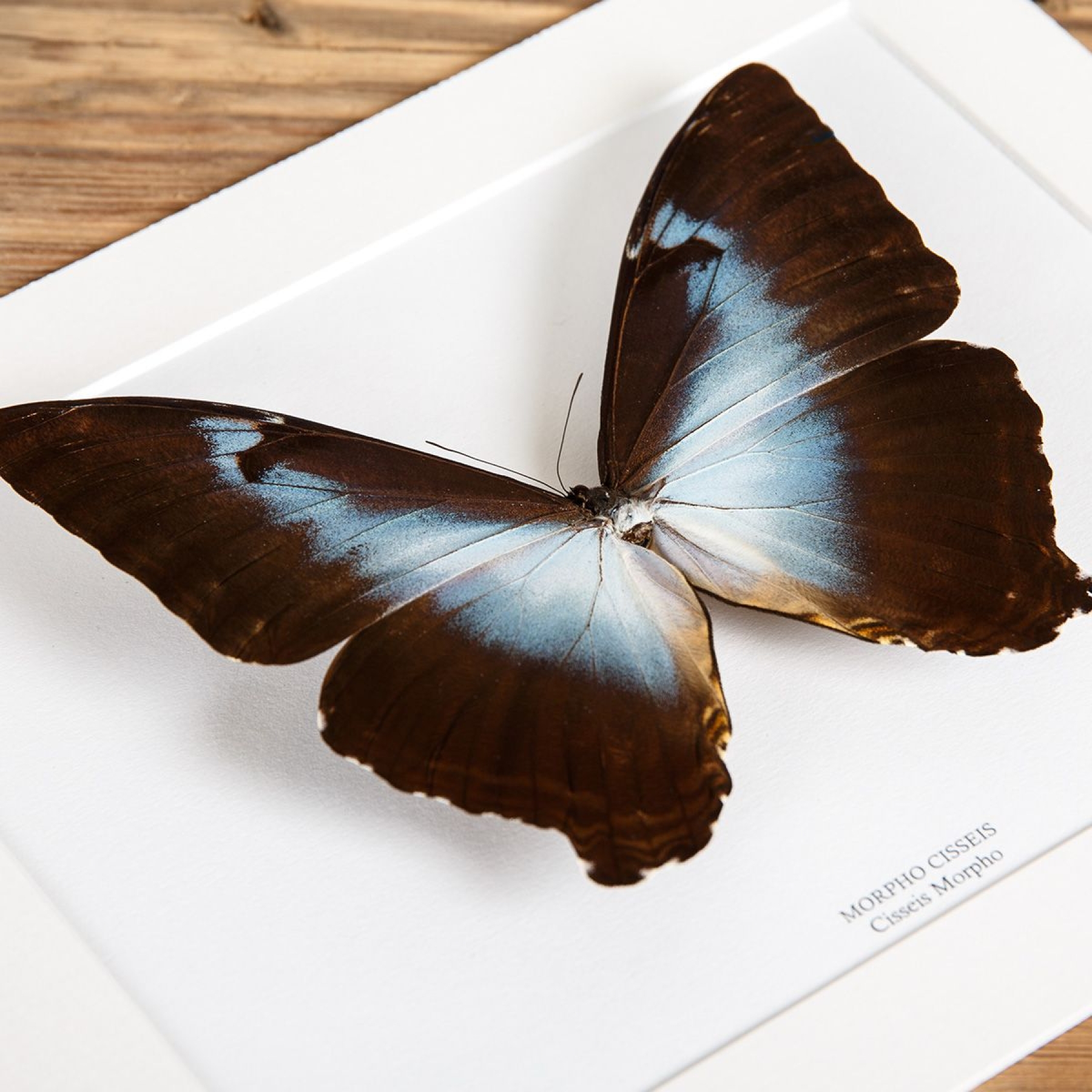 Cisseis morpho Butterfly In Box Frame (Morpho cisseis)