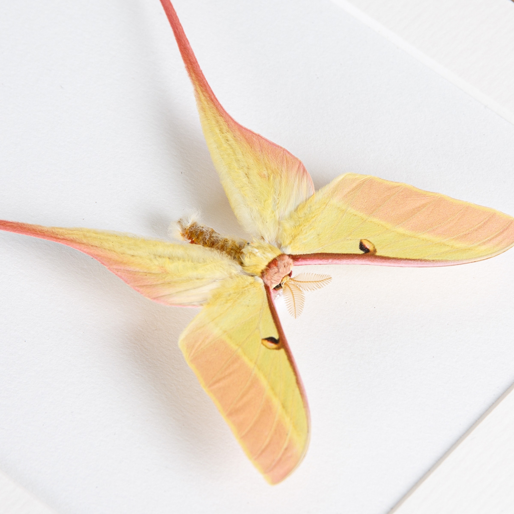 Chinese Moon Moth In Box Frame (Actias dubernardi)