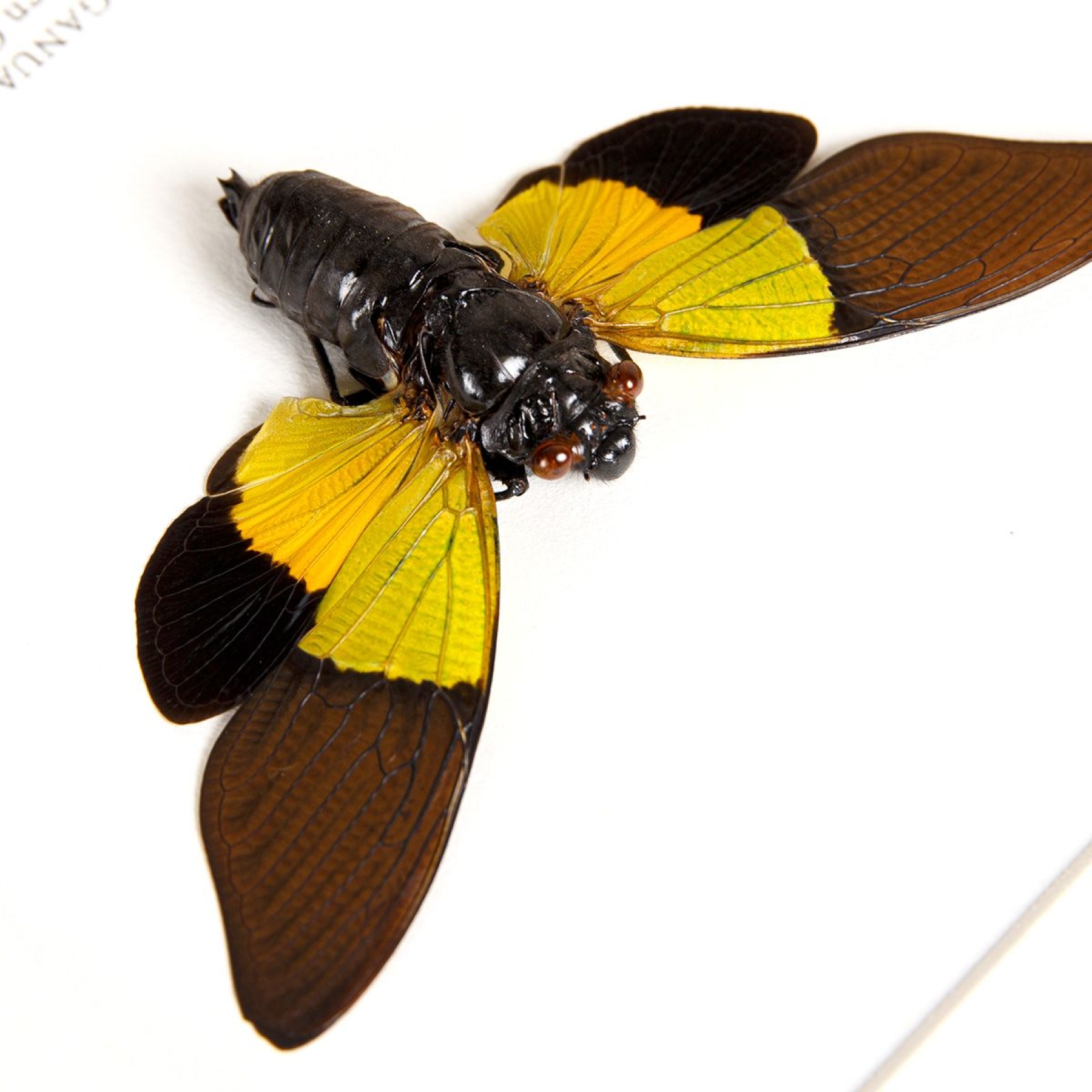 Green Cicada In Box Frame (Trengganua sibylla)