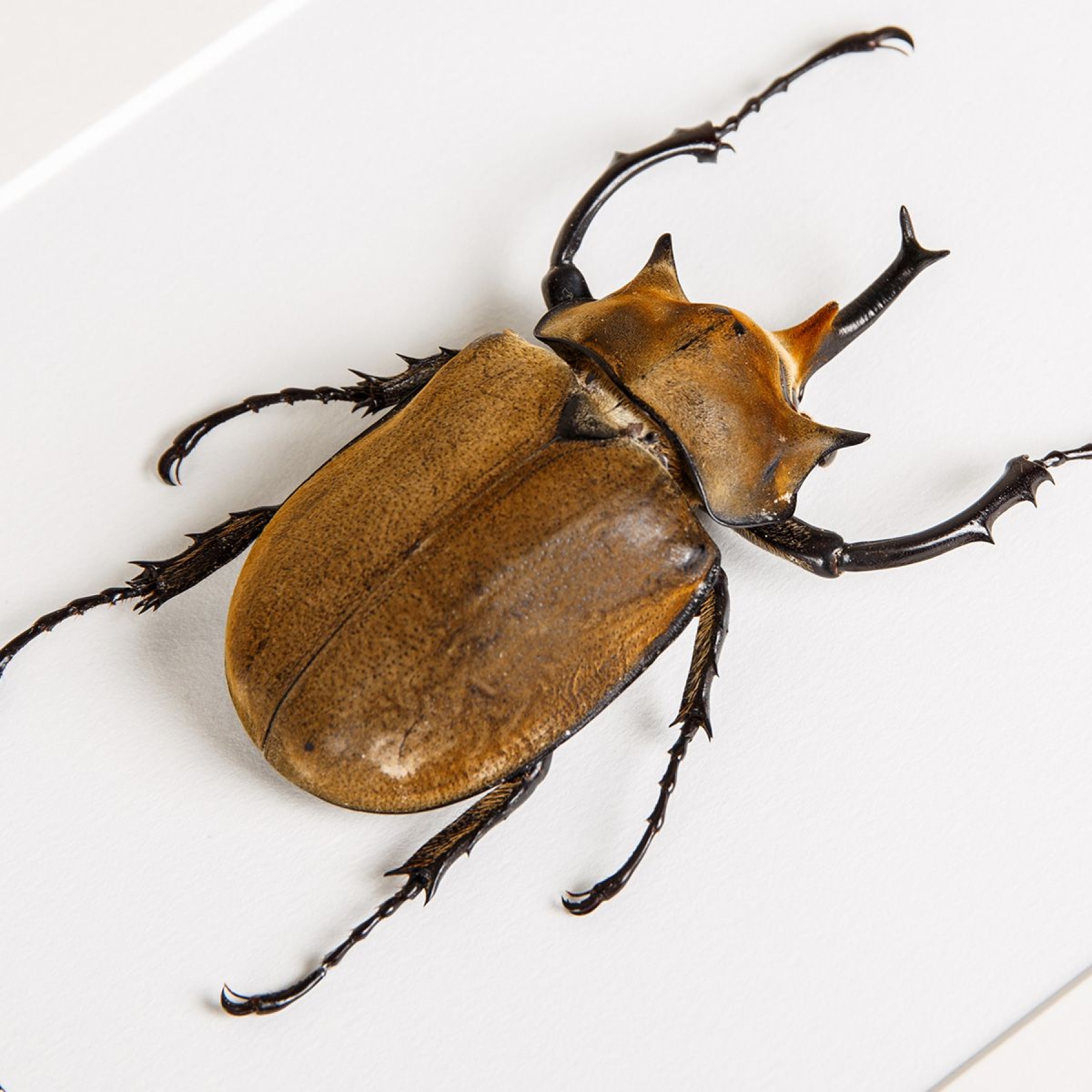 Elephant Beetle In Box Frame (Megasoma elephas)