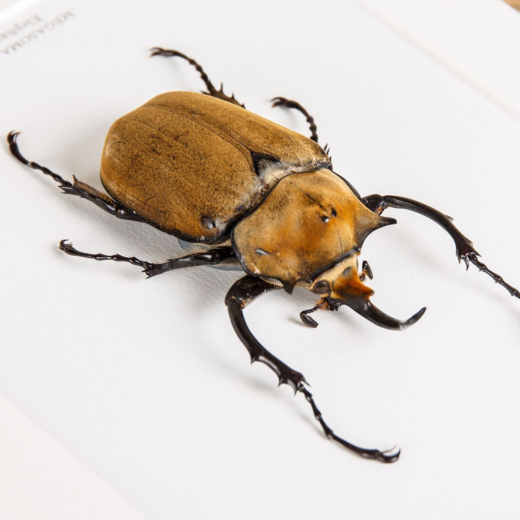 Elephant Beetle In Box Frame (Megasoma elephas)