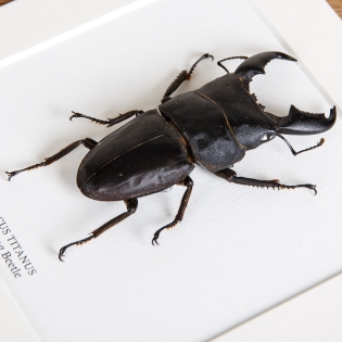 Giant Stag Beetle In Box Frame (Dorcus titanus)