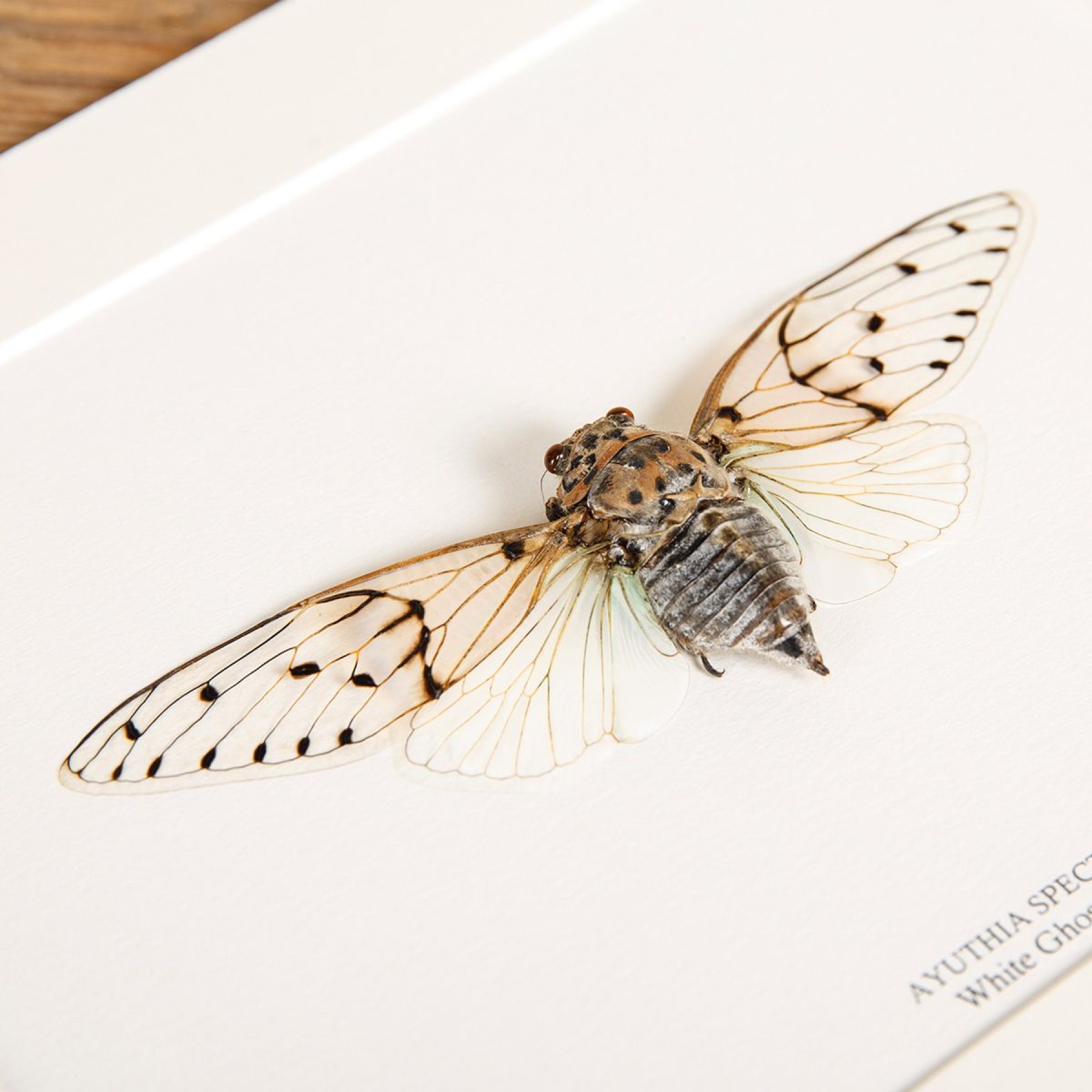 White Ghost Cicada In Box Frame (Ayuthia spectabilis)