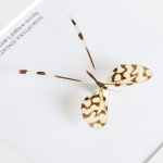 Spoon-winged Lacewing In Box Frame (Nemoptera sinuata)