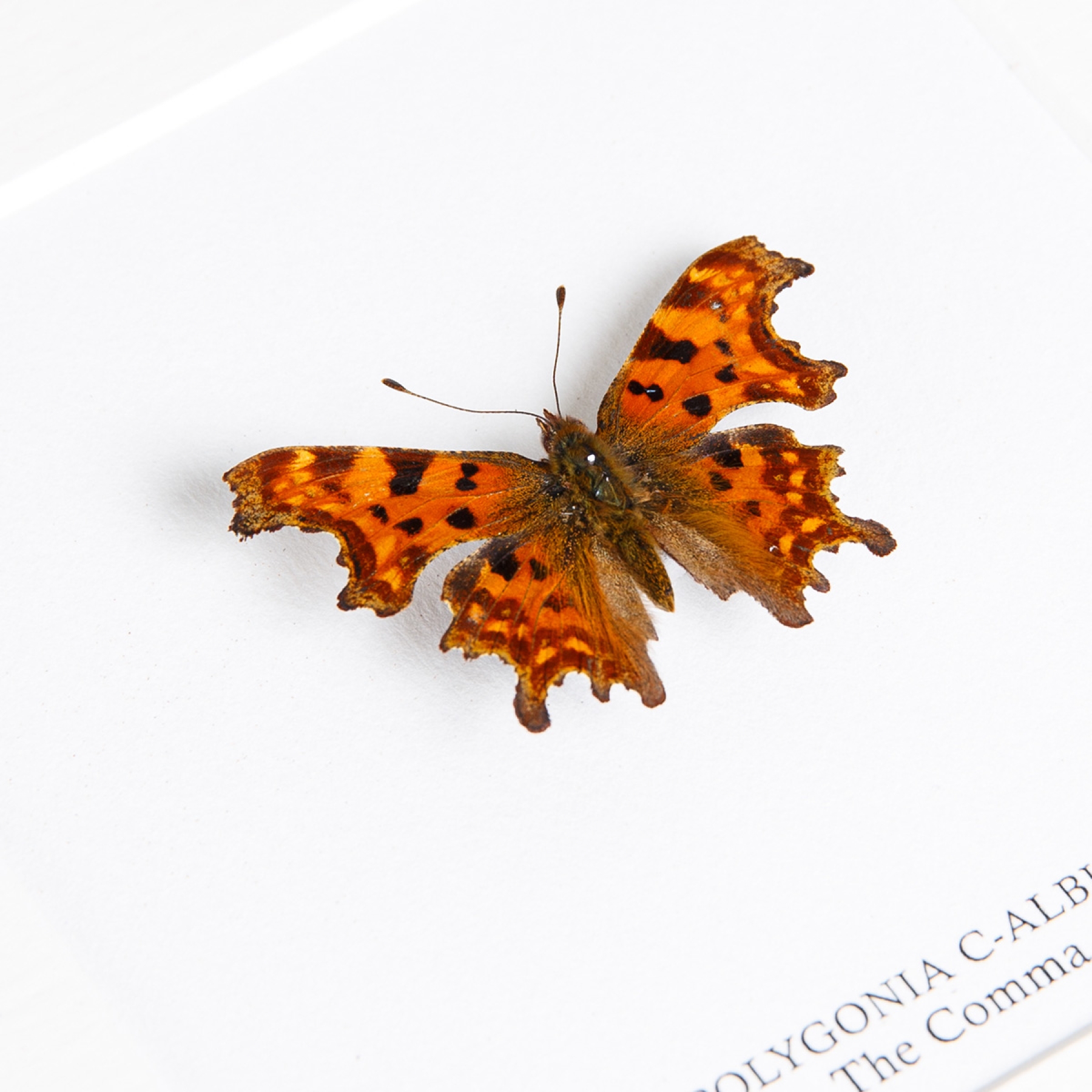 The Comma Butterfly In Box Frame (Polygonia c-album)