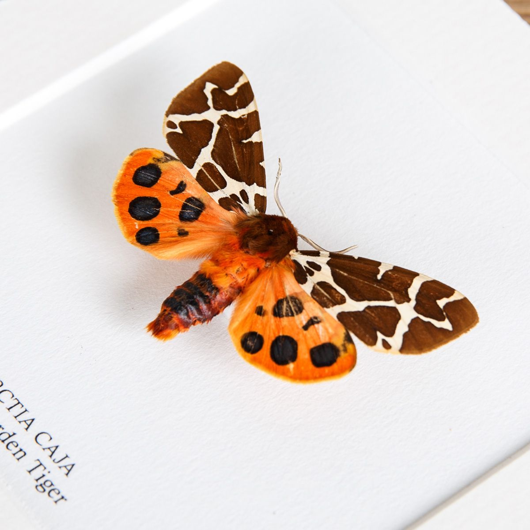 The Garden Tiger Moth In Box Frame (Arctia caja)