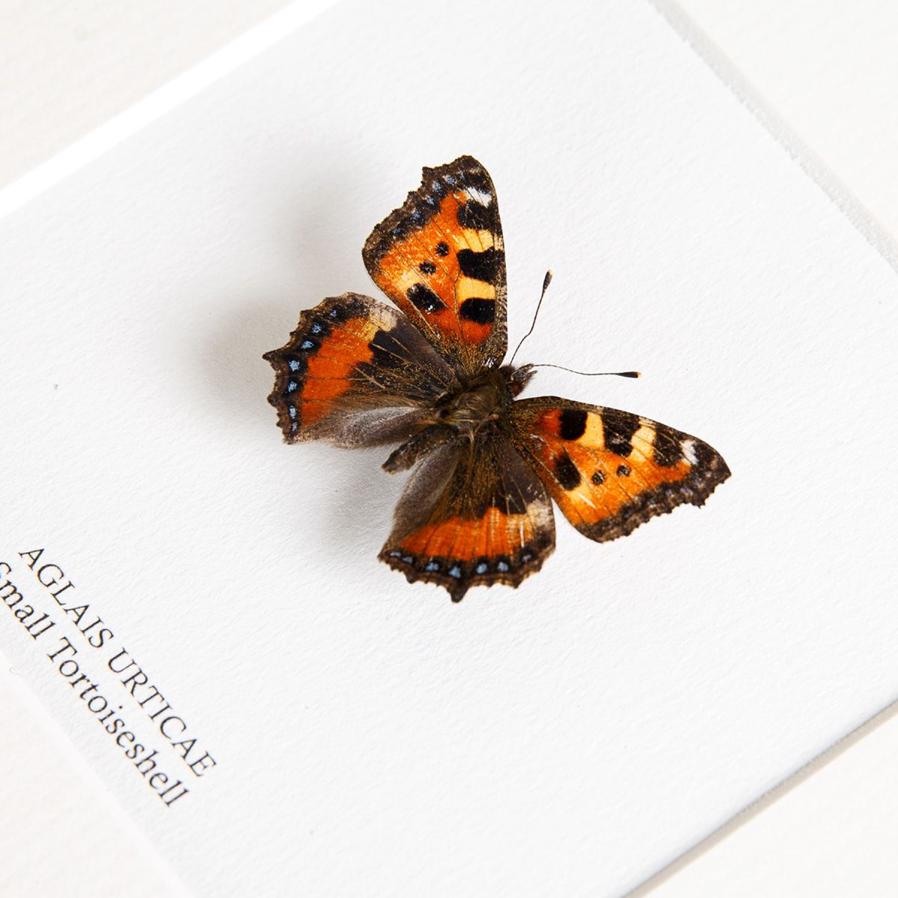 The Small Tortoiseshell Butterfly In Box Frame (Aglais urticae)