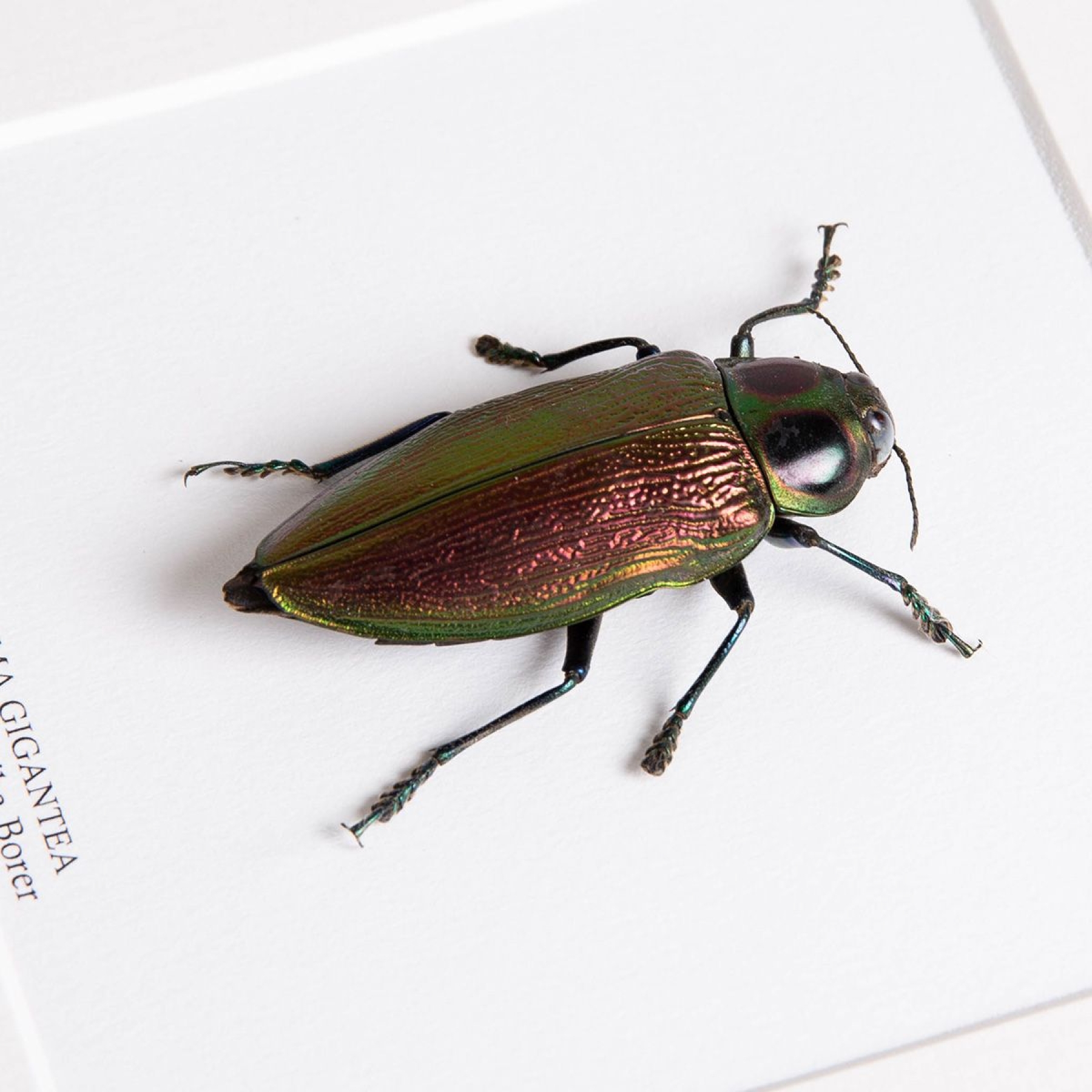 Giant Metallic Ceiba Borer In Box Frame (Euchroma gigantea)