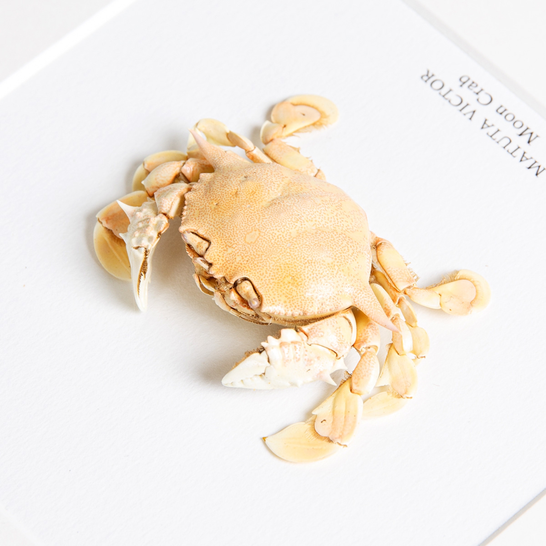 Moon Crab In Box Frame (Matuta victor)