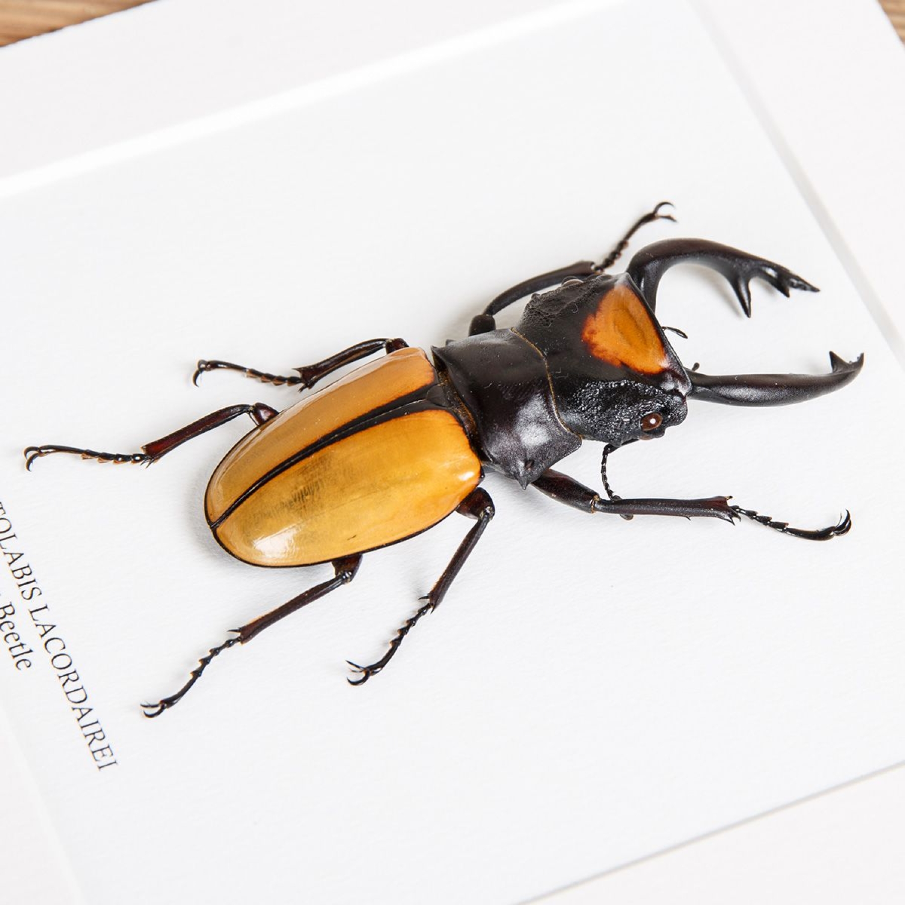Minibeast Stag Beetle In Box Frame (Odontolabis lacordairei)