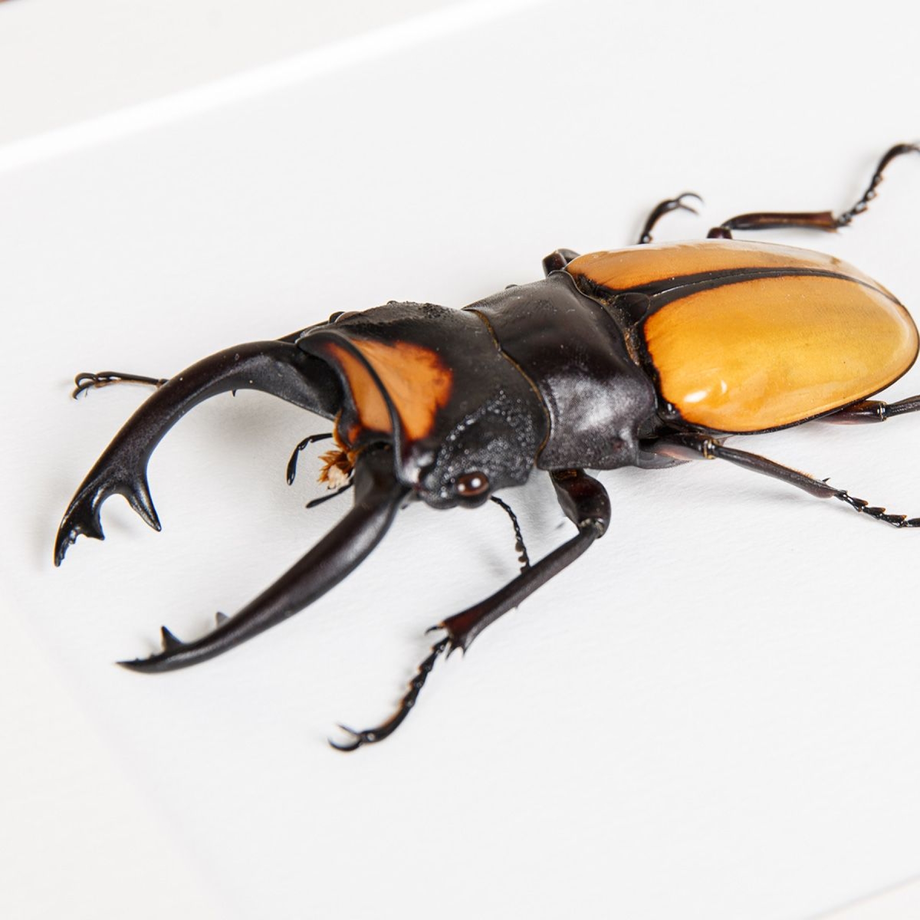 Minibeast Stag Beetle In Box Frame (Odontolabis lacordairei)
