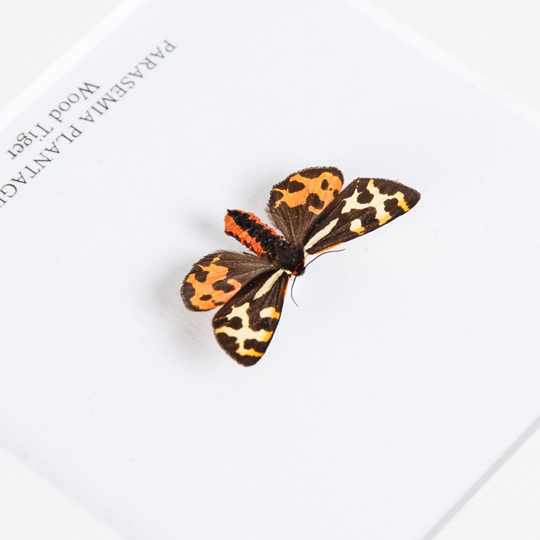 Wood Tiger Moth In Box Frame (Parasemia plantaginis)
