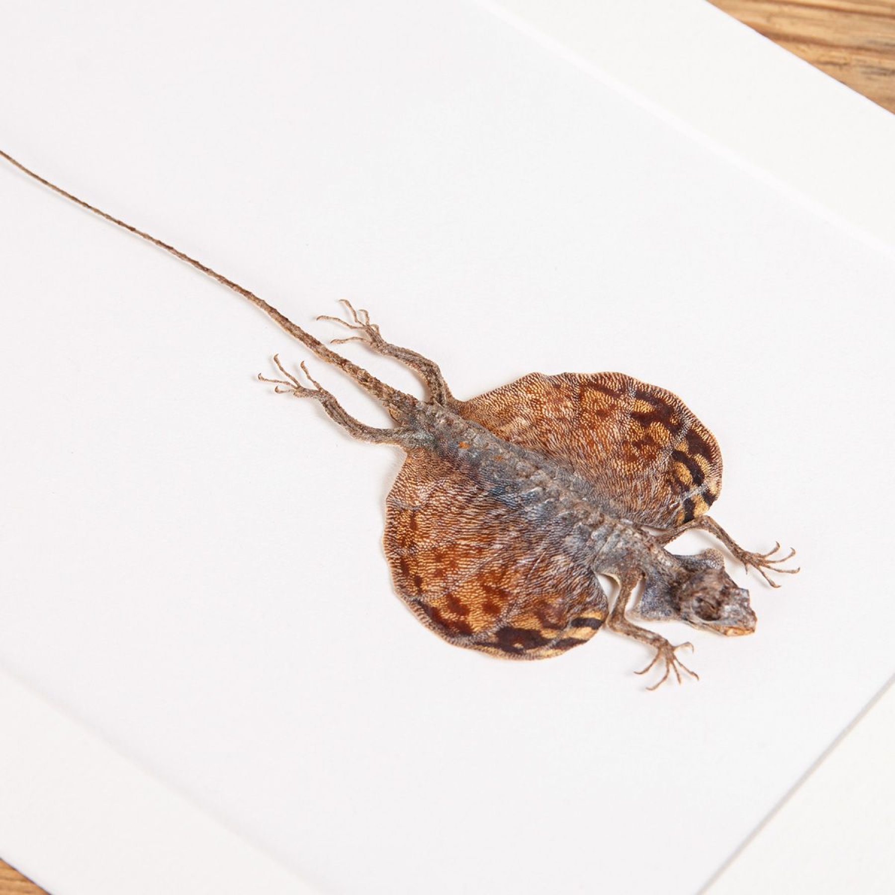 Flying Lizard In Box Frame (Draco volans)