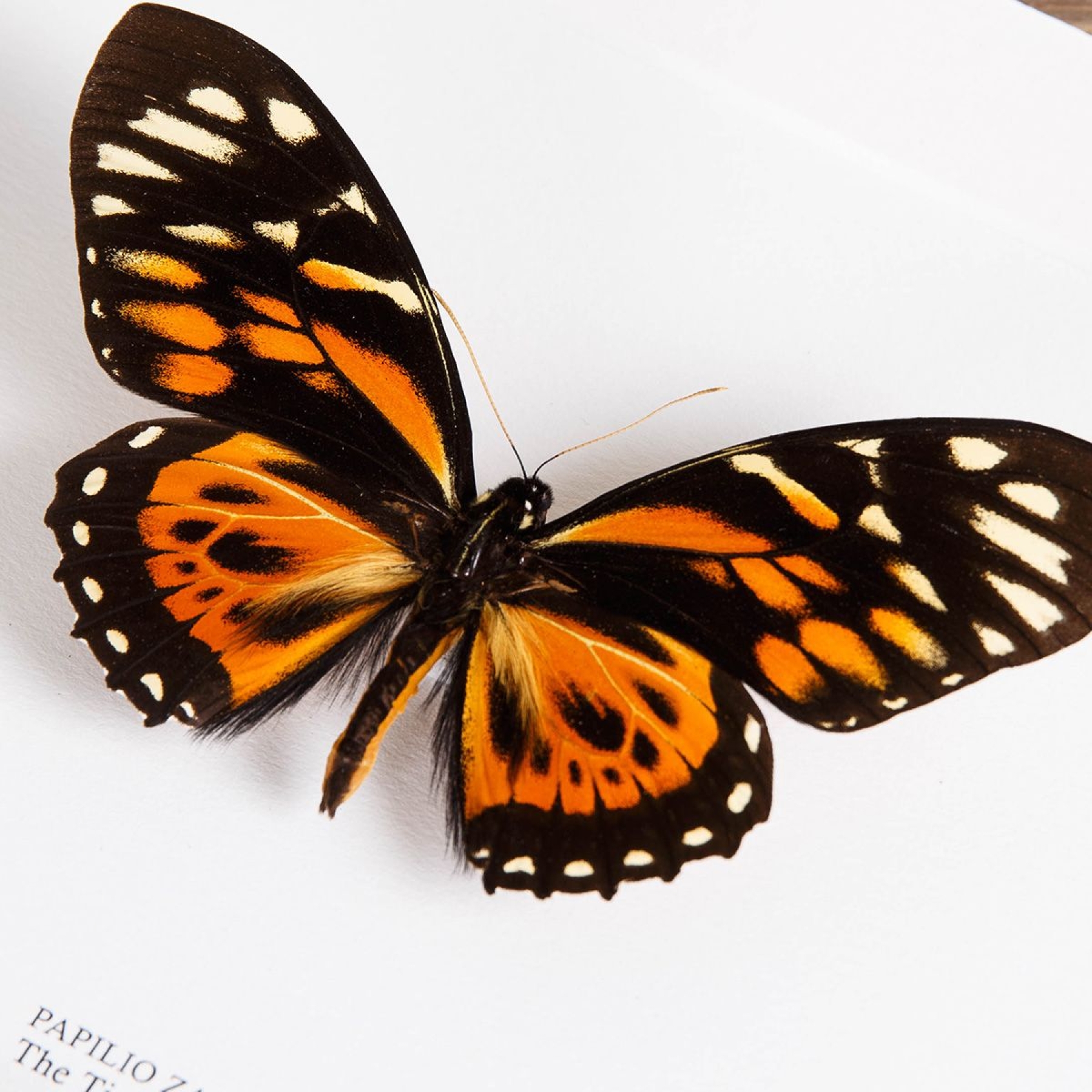 The Tiger Butterfly In Box Frame (Papilio zagreus)