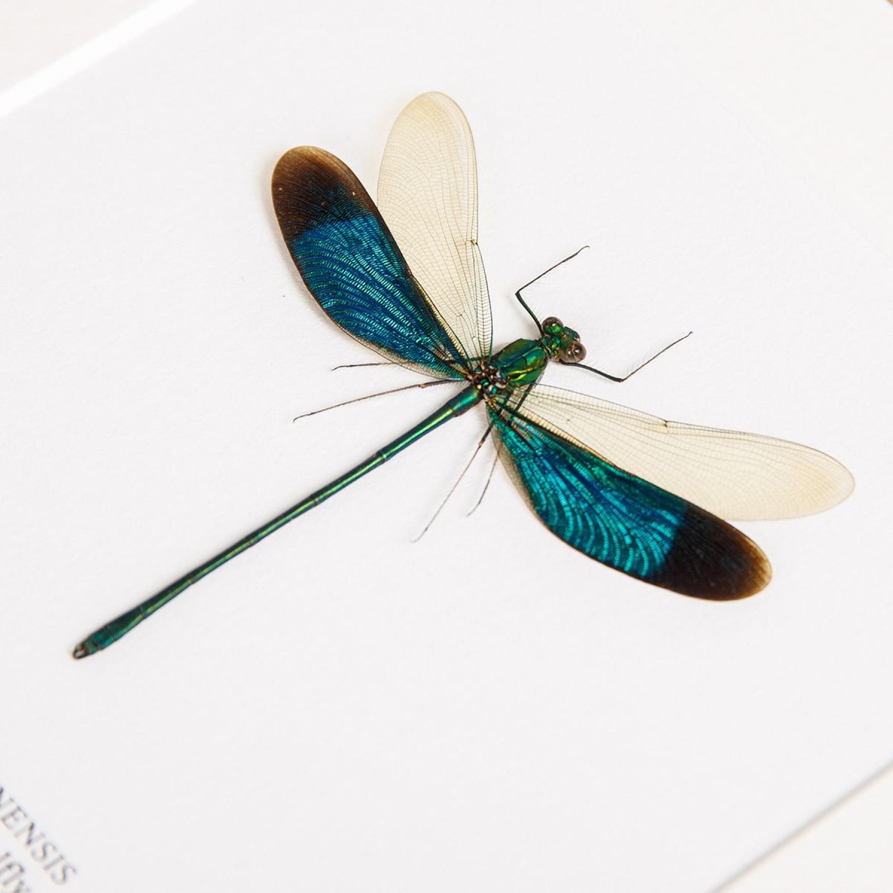 Stream Glory Damselfly In Box Frame (Neurobasis chinensis) Stream Glory Damselfly In Box Frame (Neurobasis chinensis)