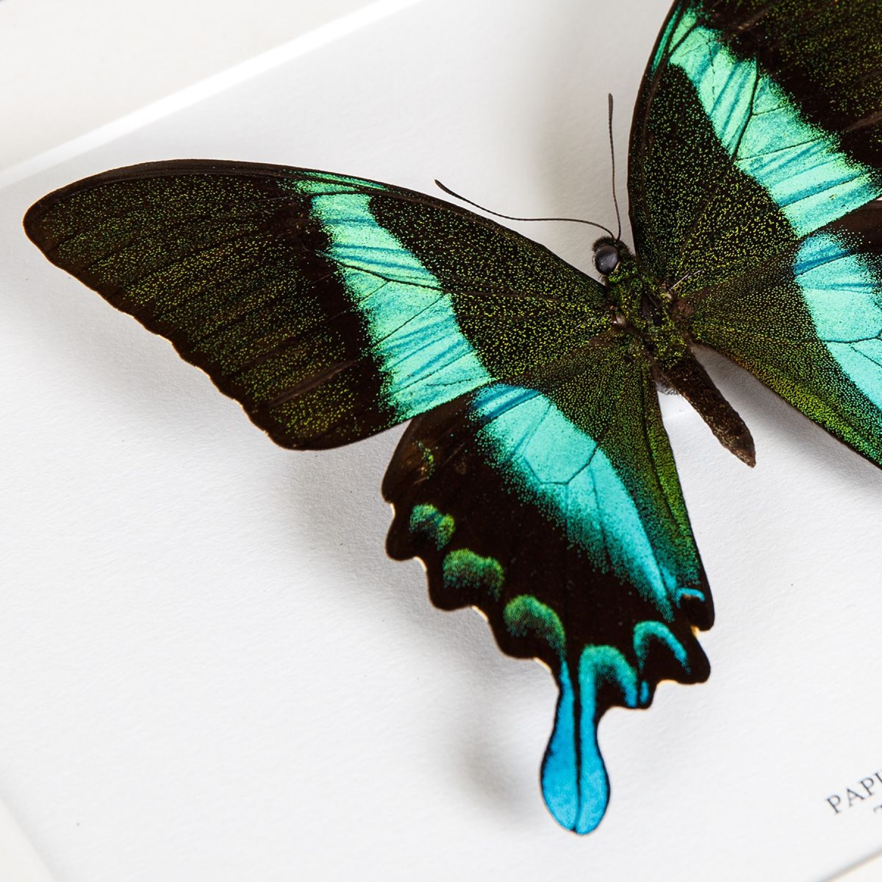 XL Peacock Butterfly In Box Frame (Papilio blumei)