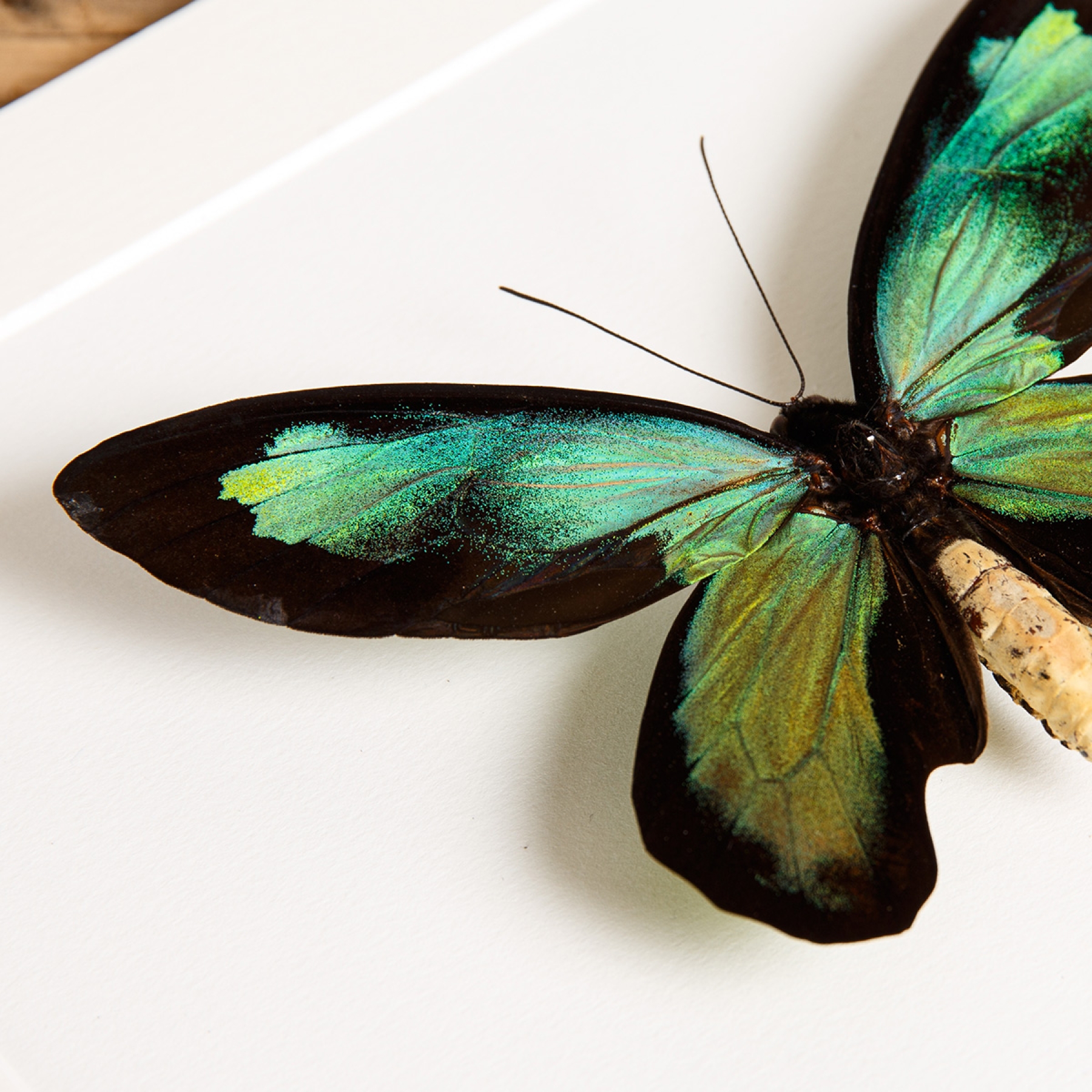 Minibeast The Queen Victoria's Birdwing In Box Frame (Ornithoptera victoriae rubianus)