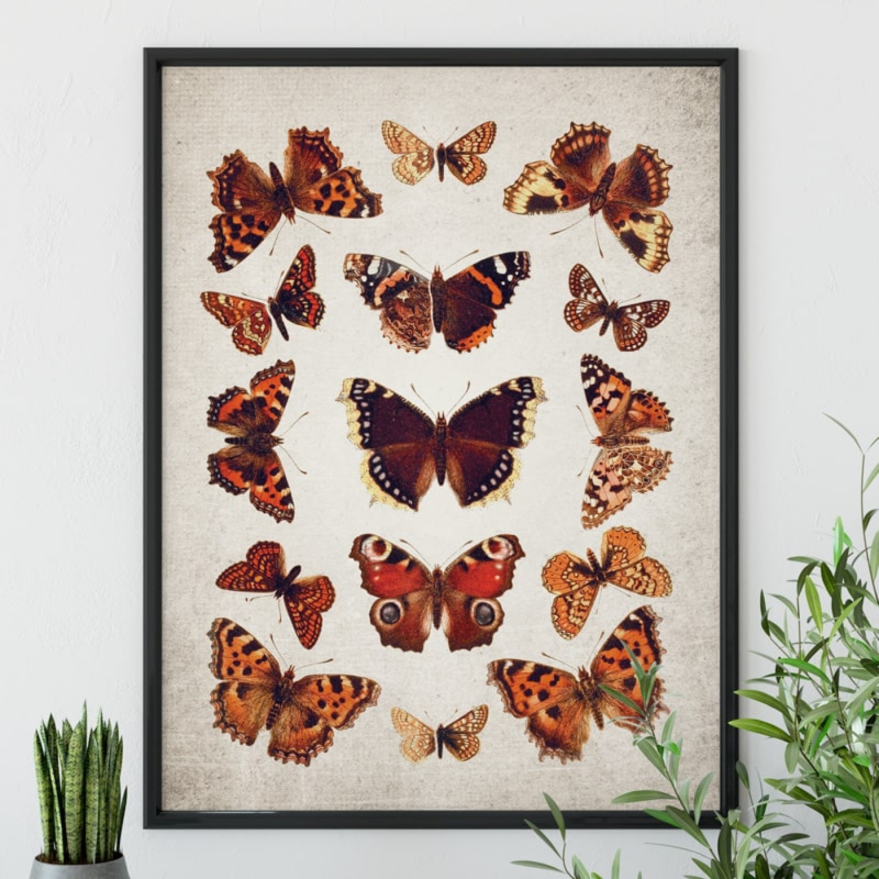 Vintage Entomology Giclee Print (British Butterflies Plate From 1837)