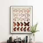 Minibeast Vintage Entomology Giclee Print (Blushing Phantom Plate From 1867)