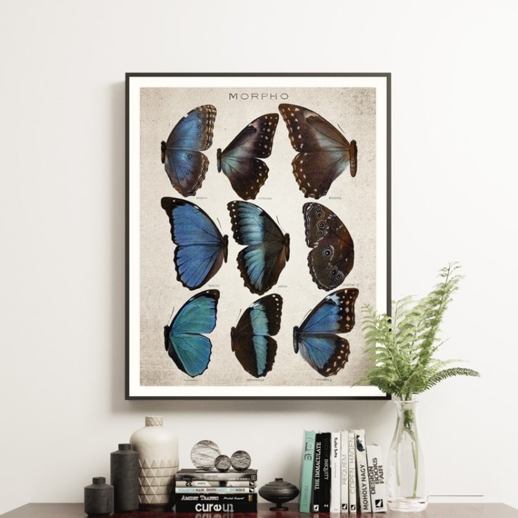 Vintage Entomology Giclee Print (Morpho Collection 2 Plate From 1867)
