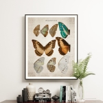 Minibeast Vintage Entomology Giclee Print (Morpho Collection 1 Plate From 1867)