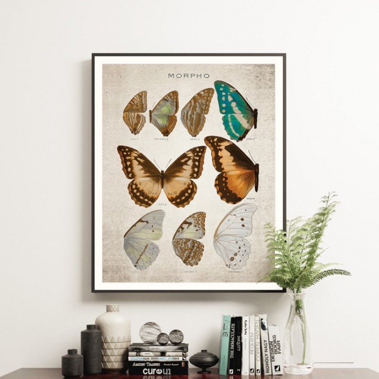 Vintage Entomology Giclee Print (Morpho Collection 1 Plate From 1867) Vintage Entomology Giclee Print (Morpho Collection 1 Plate From 1867)
