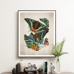 Vintage Entomology Giclee Print (Sunset Moth Scene 1925)