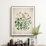 Vintage Entomology Giclee Print (British Butterflies Two Plate From 1882) Minibeast Vintage Entomology Giclee Print (British Butterflies Two Plate From 1882)