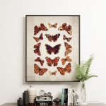 Minibeast Vintage Entomology Giclee Print (British Butterflies Plate From 1837)