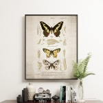 Minibeast Vintage Entomology Giclee Print (Butterflies Plate From 1907)