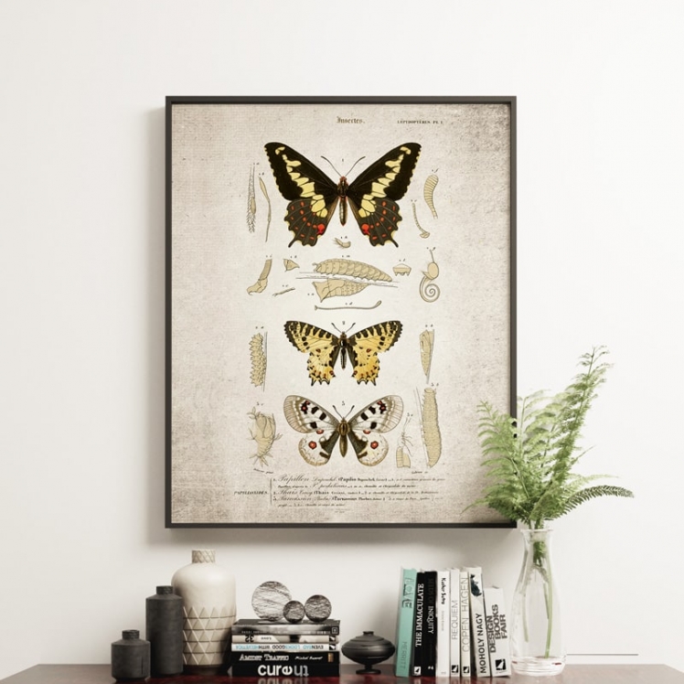Vintage Entomology Giclee Print (Butterflies Plate From 1907) Vintage Entomology Giclee Print (Butterflies Plate From 1907)
