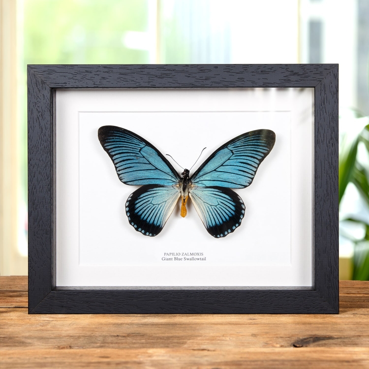 Giant Blue Swallowtail Butterfly In Box Frame (Papilio zalmoxis)
