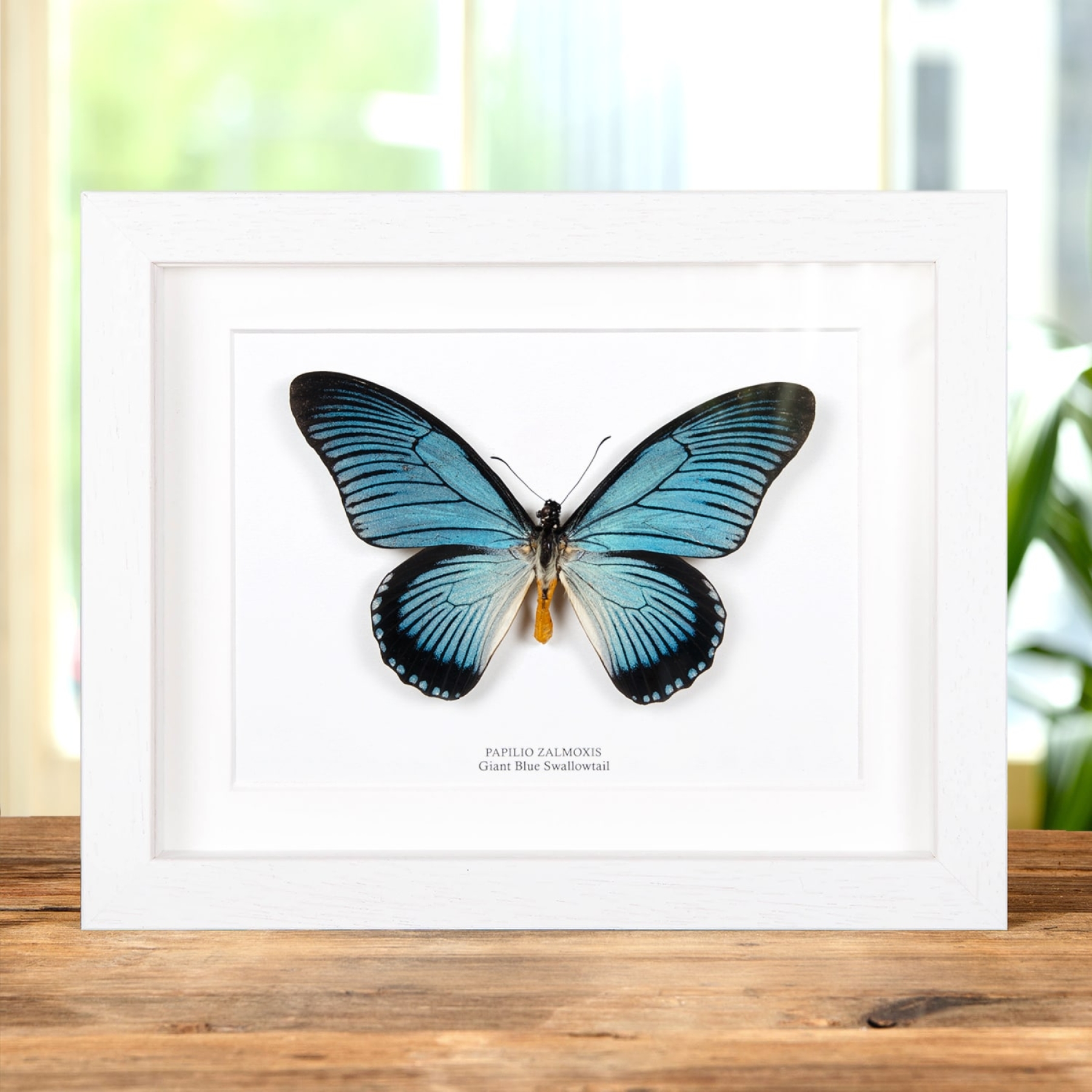 Giant Blue Swallowtail Butterfly In Box Frame (Papilio zalmoxis)