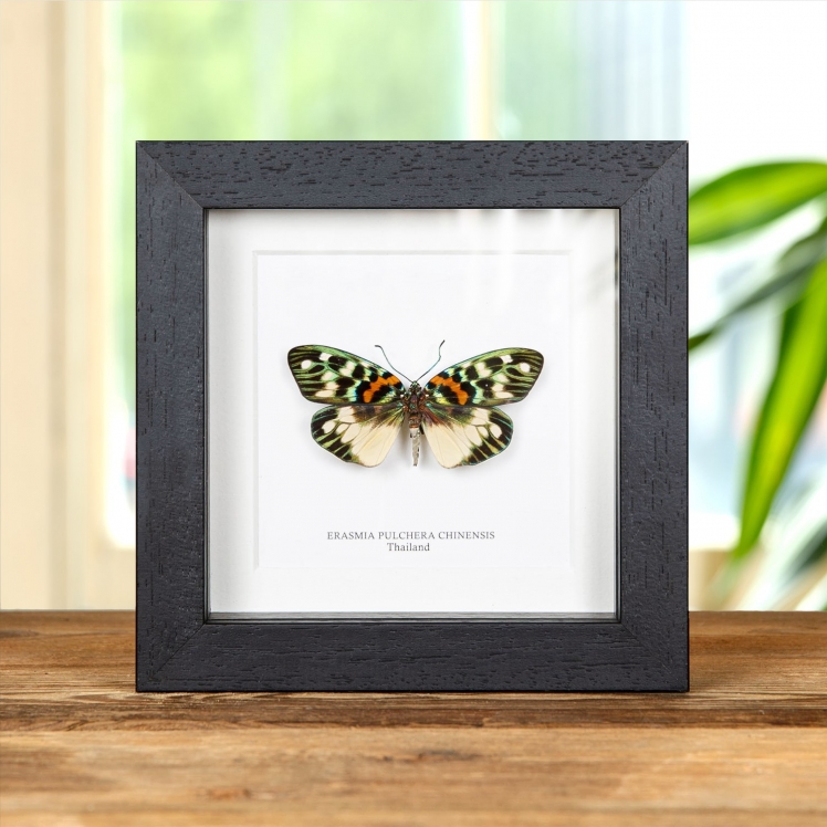 Erasmia pulchera chinensis In Box Frame from Asia