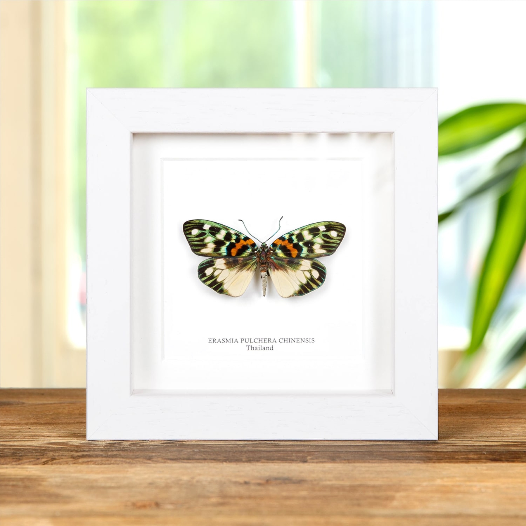 Erasmia pulchera chinensis In Box Frame from Asia