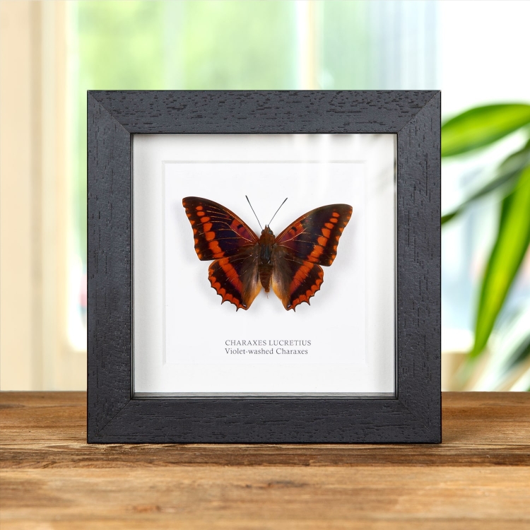 Violet-washed Charaxes In Box Frame (Charaxes lucretius) Violet-washed Charaxes In Box Frame (Charaxes lucretius)