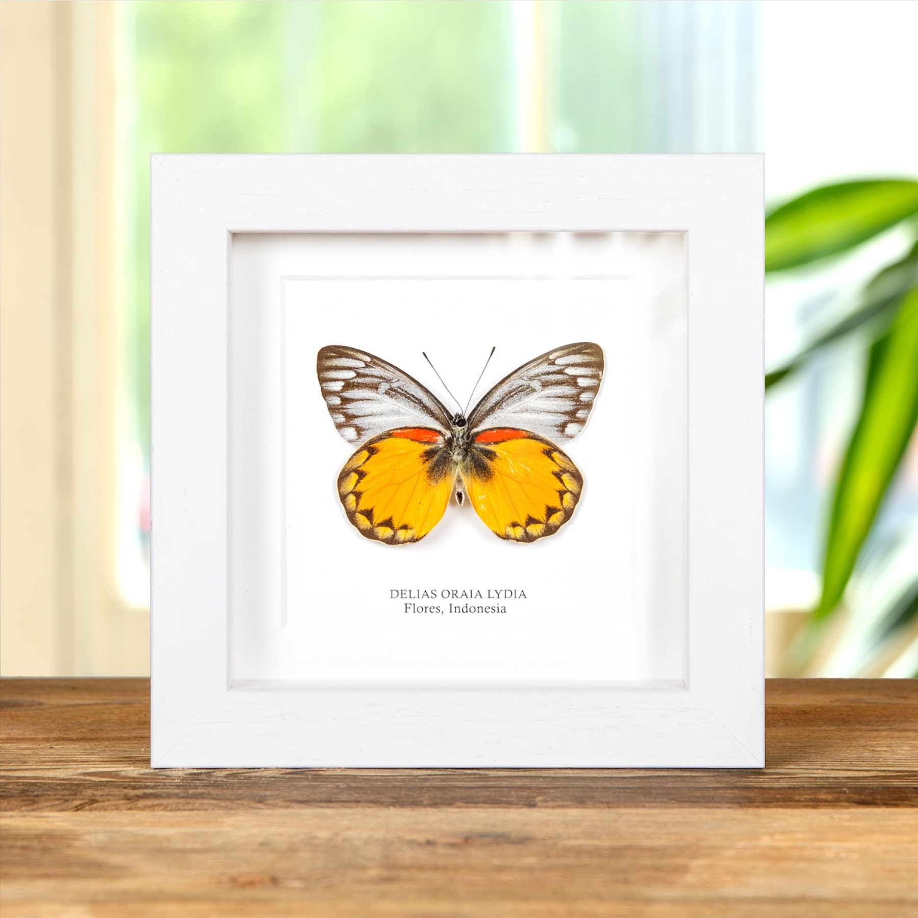 Minibeast Delias Butterfly In Lijst Van Flores, Indonesië (Delias oraia lydia)