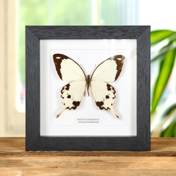 African Swallowtail Butterfly In Box Frame (Papilio dardanus)