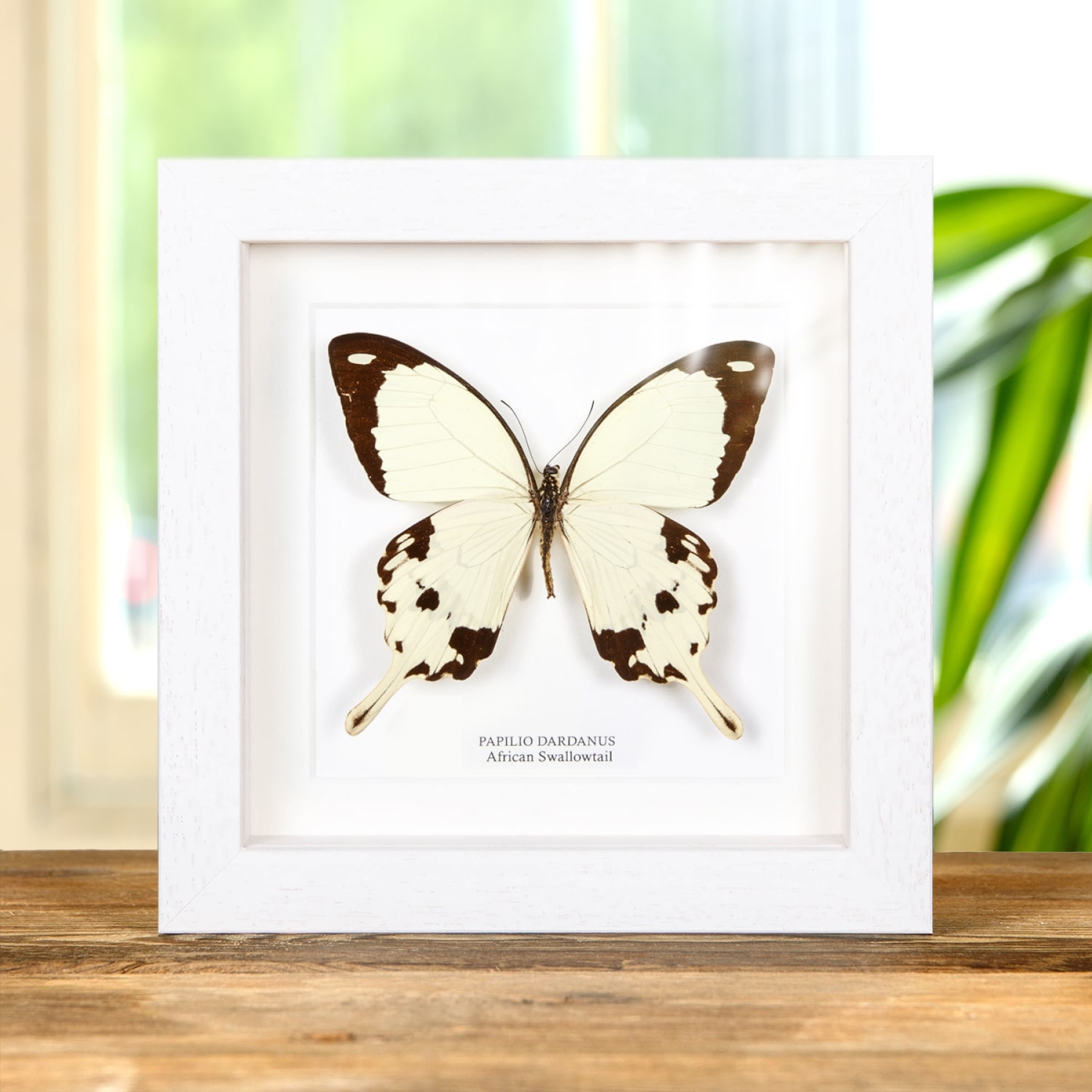 Minibeast African Swallowtail Butterfly In Box Frame (Papilio dardanus)