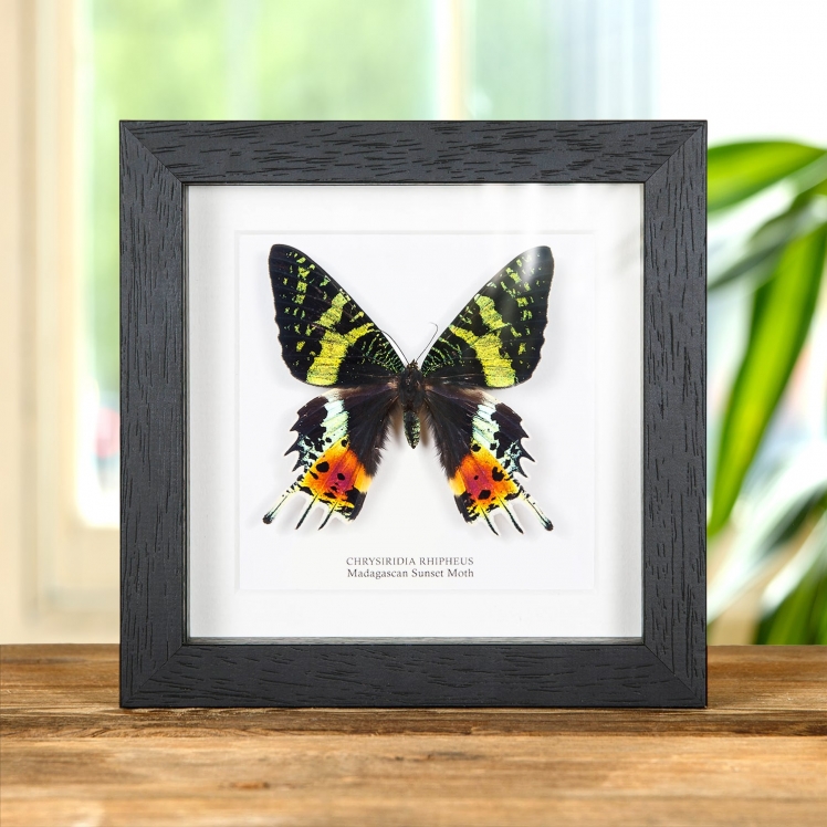 Madagascan Sunset Moth In Box Frame (Chrysiridia rhipheus)